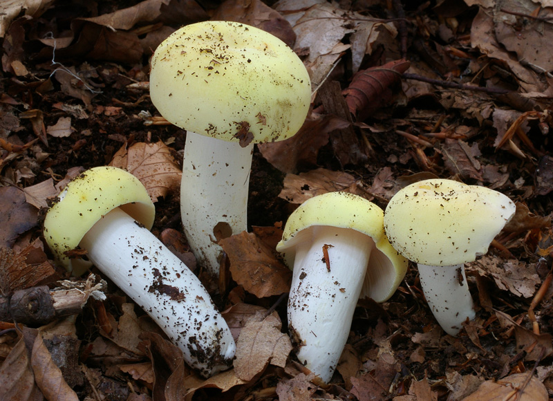 Russula violeipes